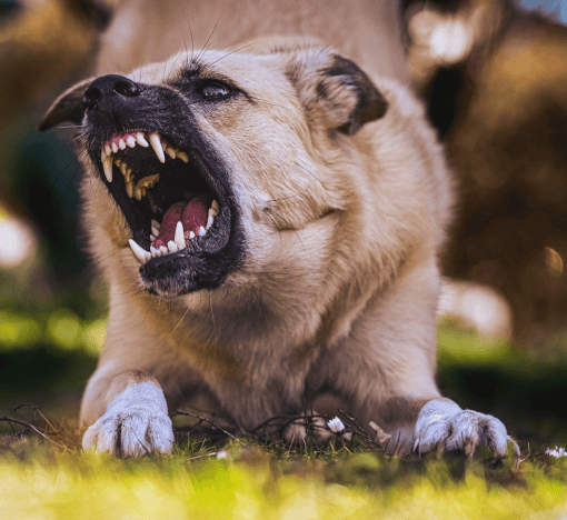 A Picture of a dog barking in Las Vegas