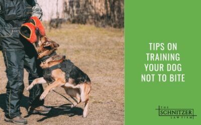 Tips On Training Your Dog Not to Bite